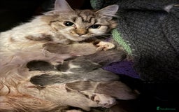 Ragdoll cats for sale: Beautiful Ragdoll girl  - Image 14