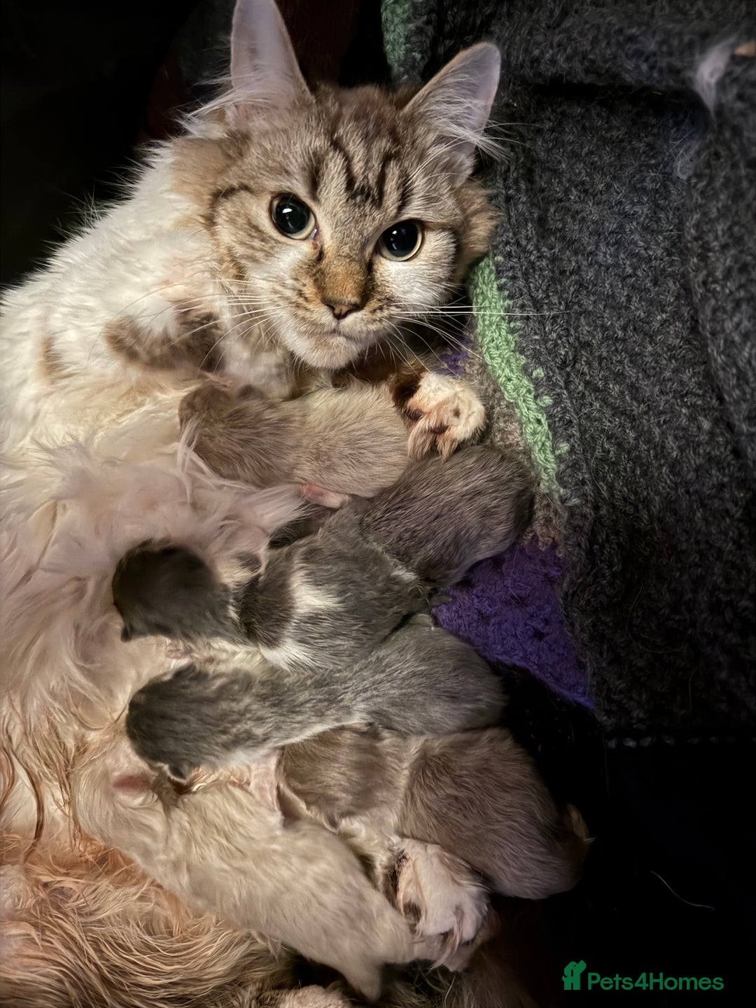 Ragdoll cats for sale: Beautiful Ragdoll girl  - Image 14