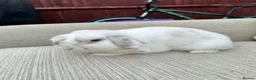 Mini Lop rabbits for sale: 2 rabbits for sale - Advert 2