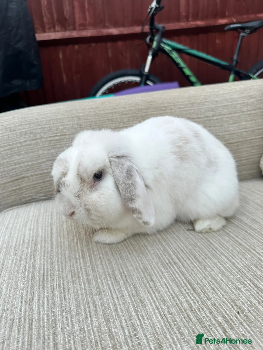 Mini Lop rabbits for sale: 2 rabbits for sale - Advert 2
