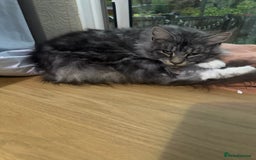 Mixed Breed cats for sale: 3 beautiful boy available  - Image 4