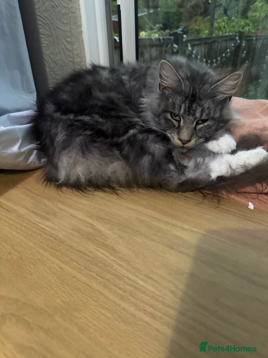 Mixed Breed cats for sale: 3 beautiful boy available  - Image 4