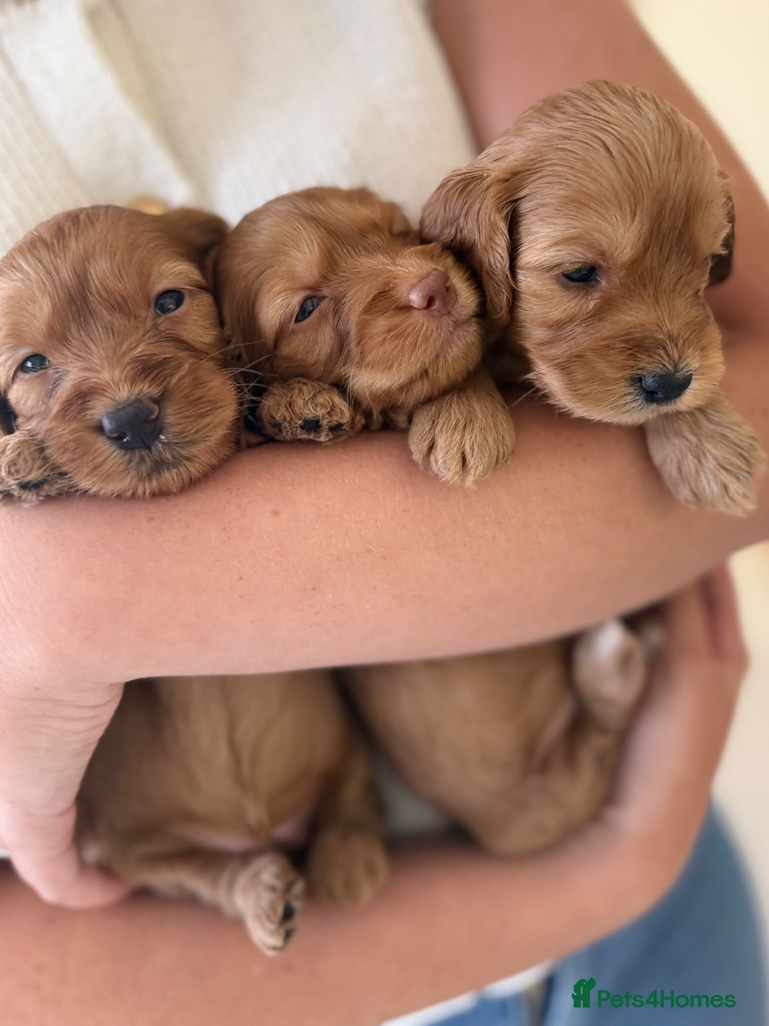 Cockapoo dogs Cockapoo puppies 3 Girls available  - Advert 1