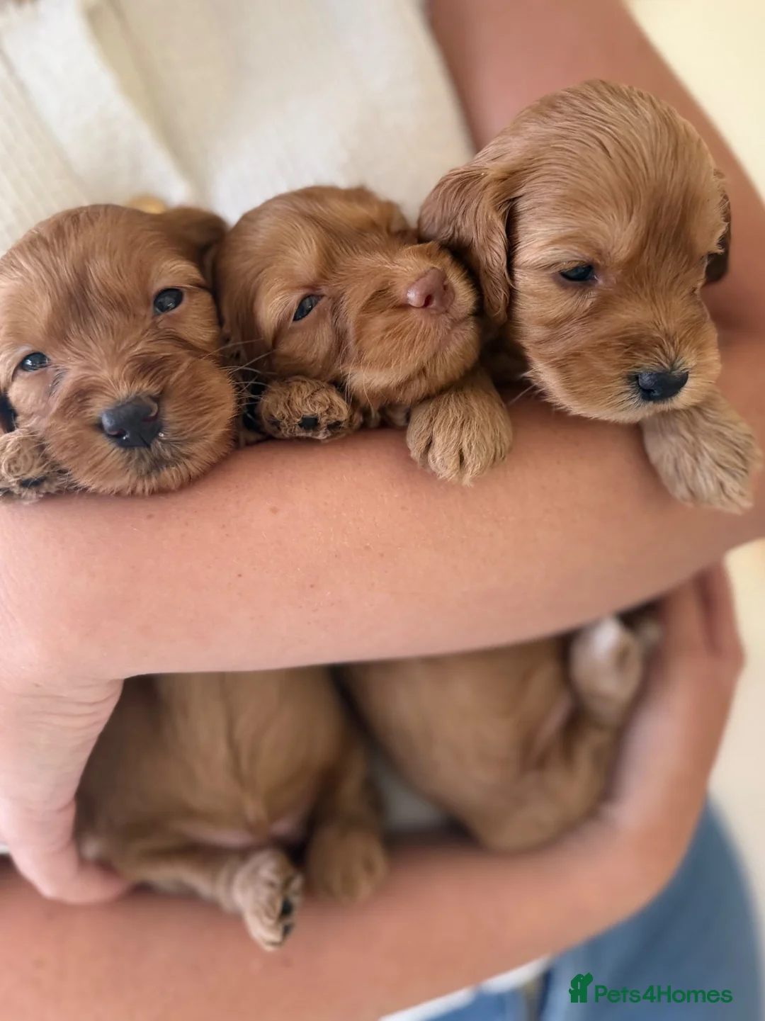 Cockapoo dogs for sale: Cockapoo puppies 3 Girls available  - Advert 1