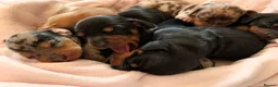 Dachshund dogs for sale: Standard Dachshund Puppies  - Advert 13