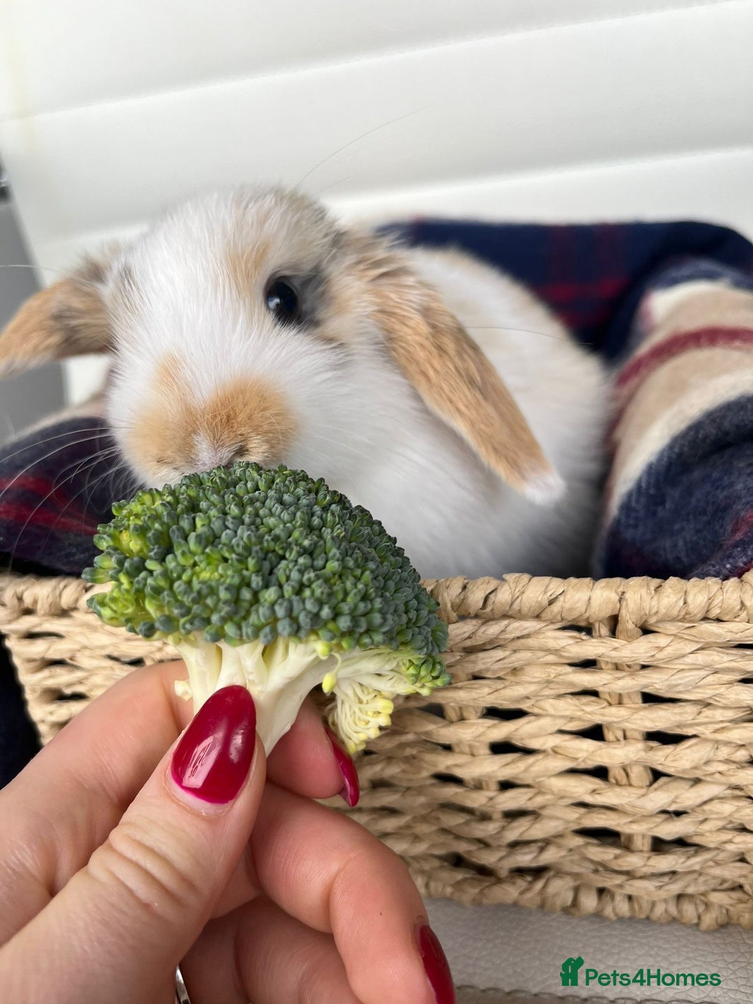 Mini Lop rabbits for sale: Mini lop rabbits. - Advert 5