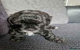 Shihpoo dogs for sale: Shizpoo  - Image 8