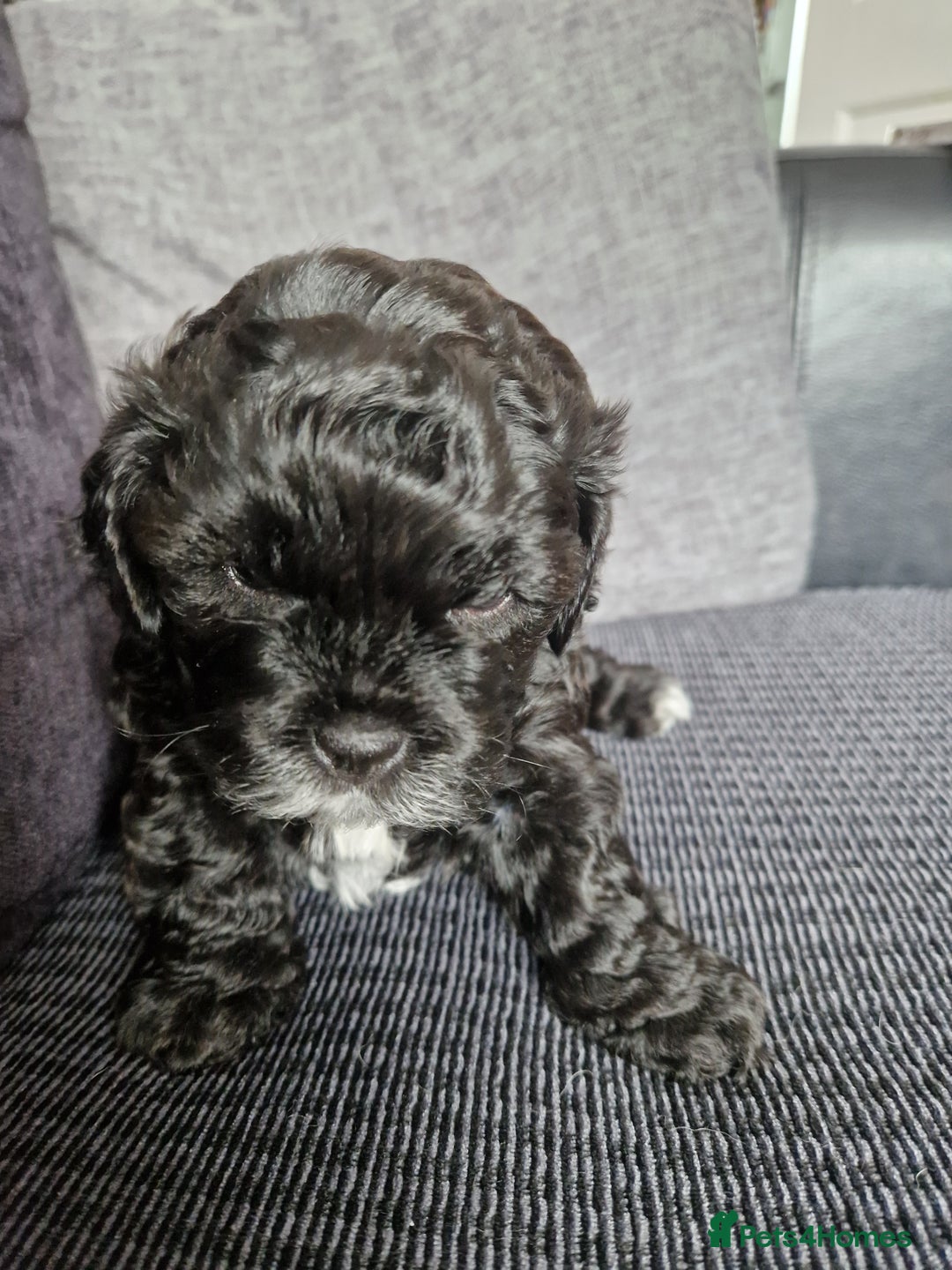 Shihpoo dogs for sale: Shizpoo  - Image 8