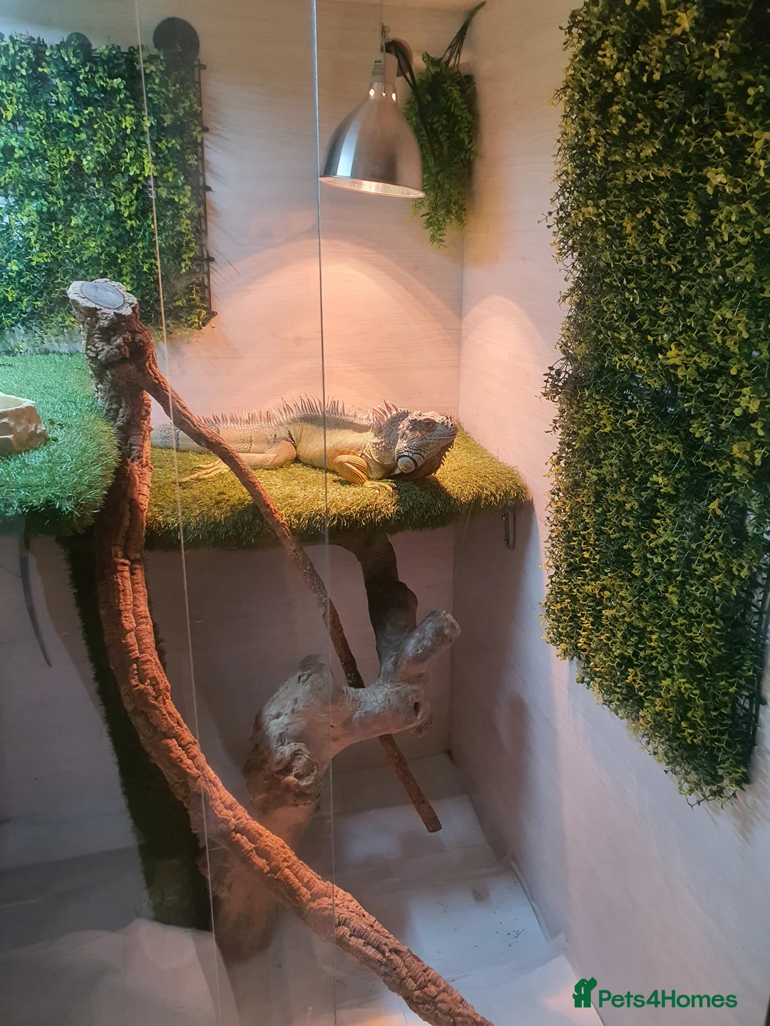 Iguana reptiles for sale: Green iguana - Advert 2