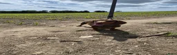 Miniature Dachshund dogs for stud: KC FULLY HEALTH Tested Miniature Dachshund Stud  in Ashford - Advert 2