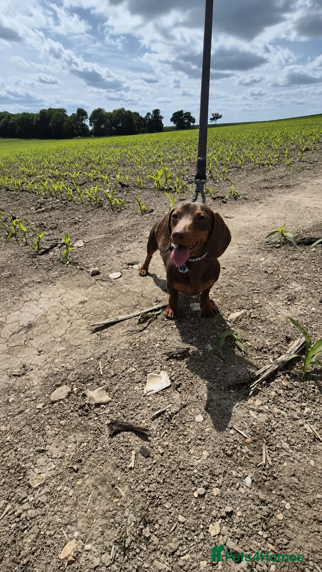 Miniature Dachshund dogs for stud: KC FULLY HEALTH Tested Miniature Dachshund Stud  in Ashford - Advert 2