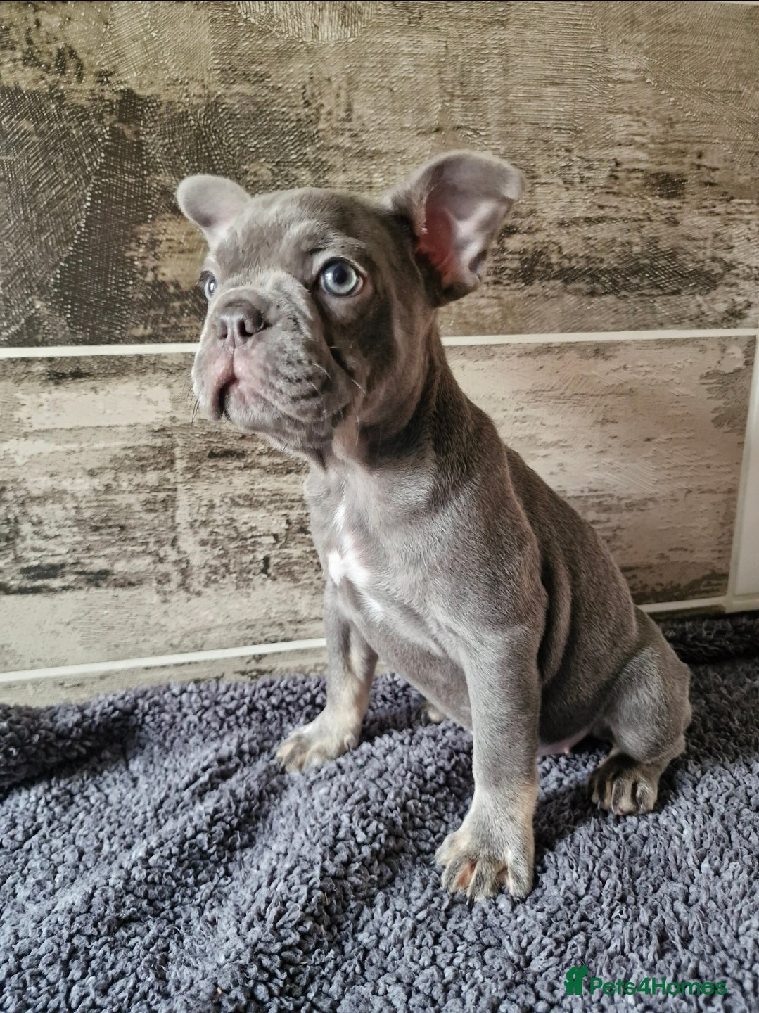 French Bulldog dogs French bulldog - Advert 4