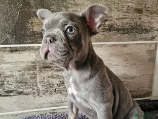 French Bulldog dogs French bulldog - Advert 4