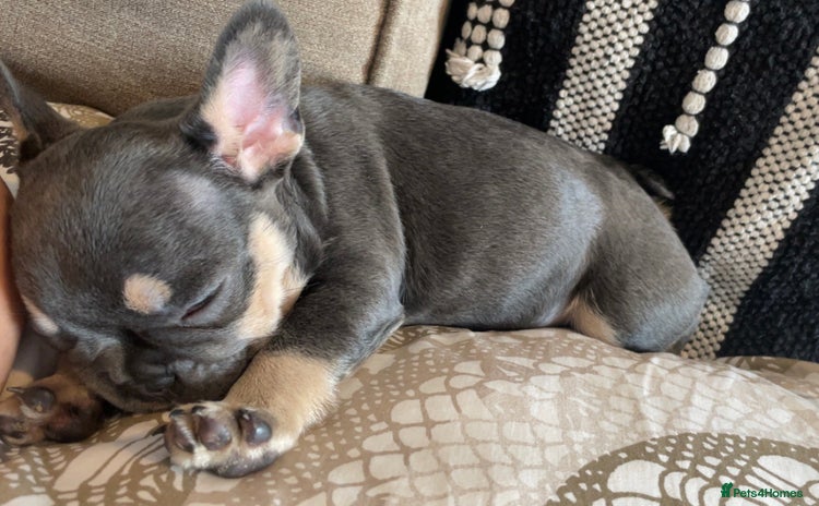 French Bulldog dogs - Advert 1
