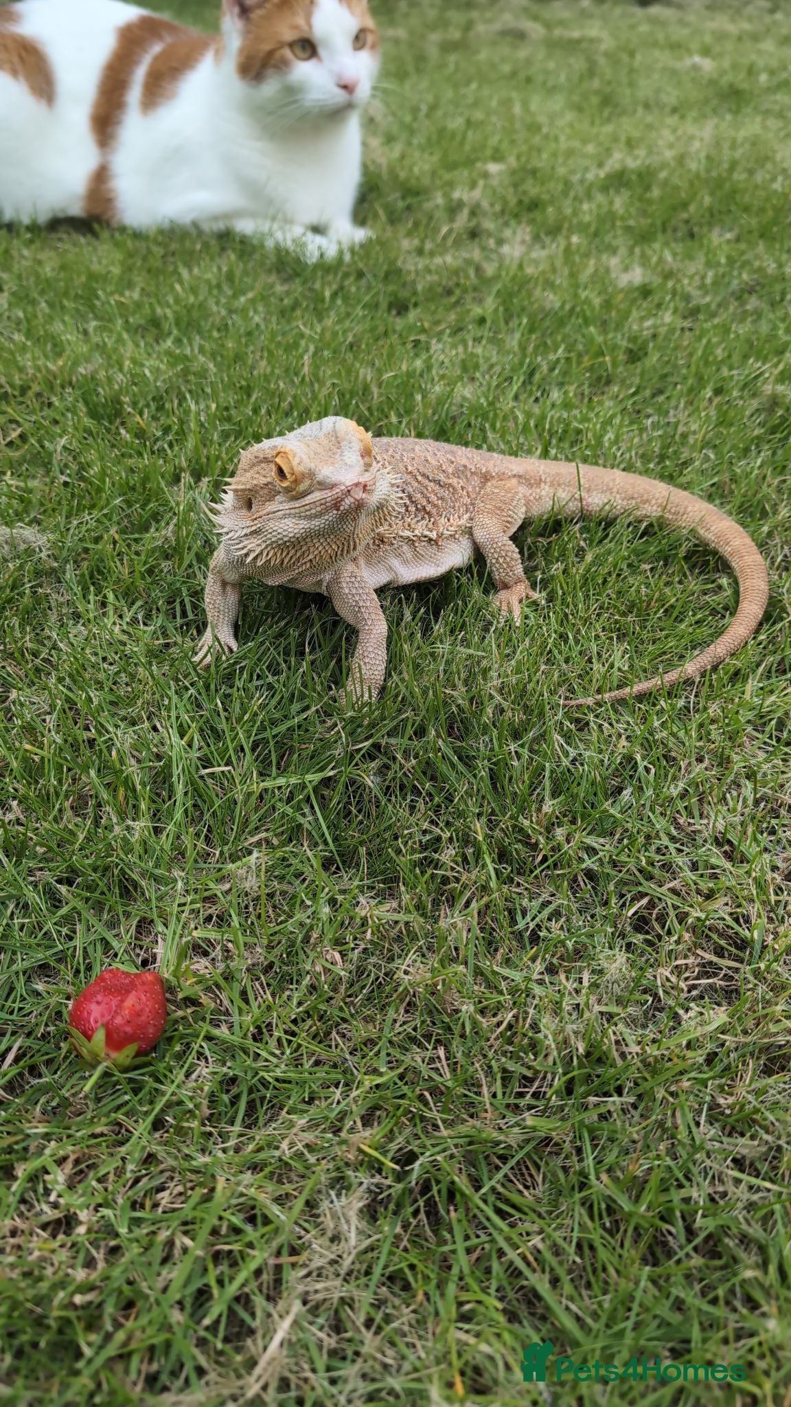Bearded Dragon reptiles 2 year old Bearded Dragon - Advert 3