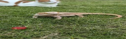 Bearded Dragon reptiles for sale: 2 year old Bearded Dragon in Kirknewton - Advert 1