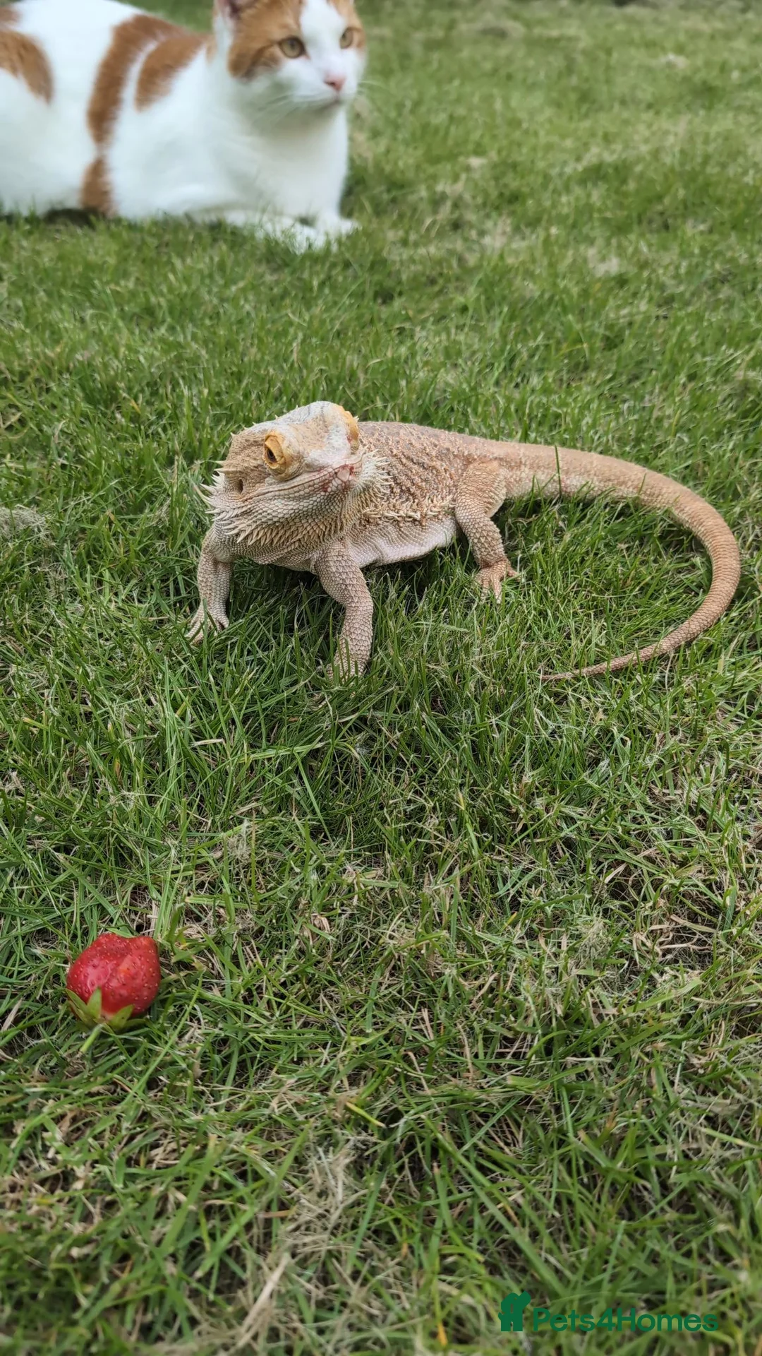 Bearded Dragon reptiles for sale: 2 year old Bearded Dragon in Kirknewton - Advert 1