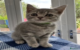 British Shorthair cats for sale: Purebred British Shorthair Grey Stripe Kittens - Image 4