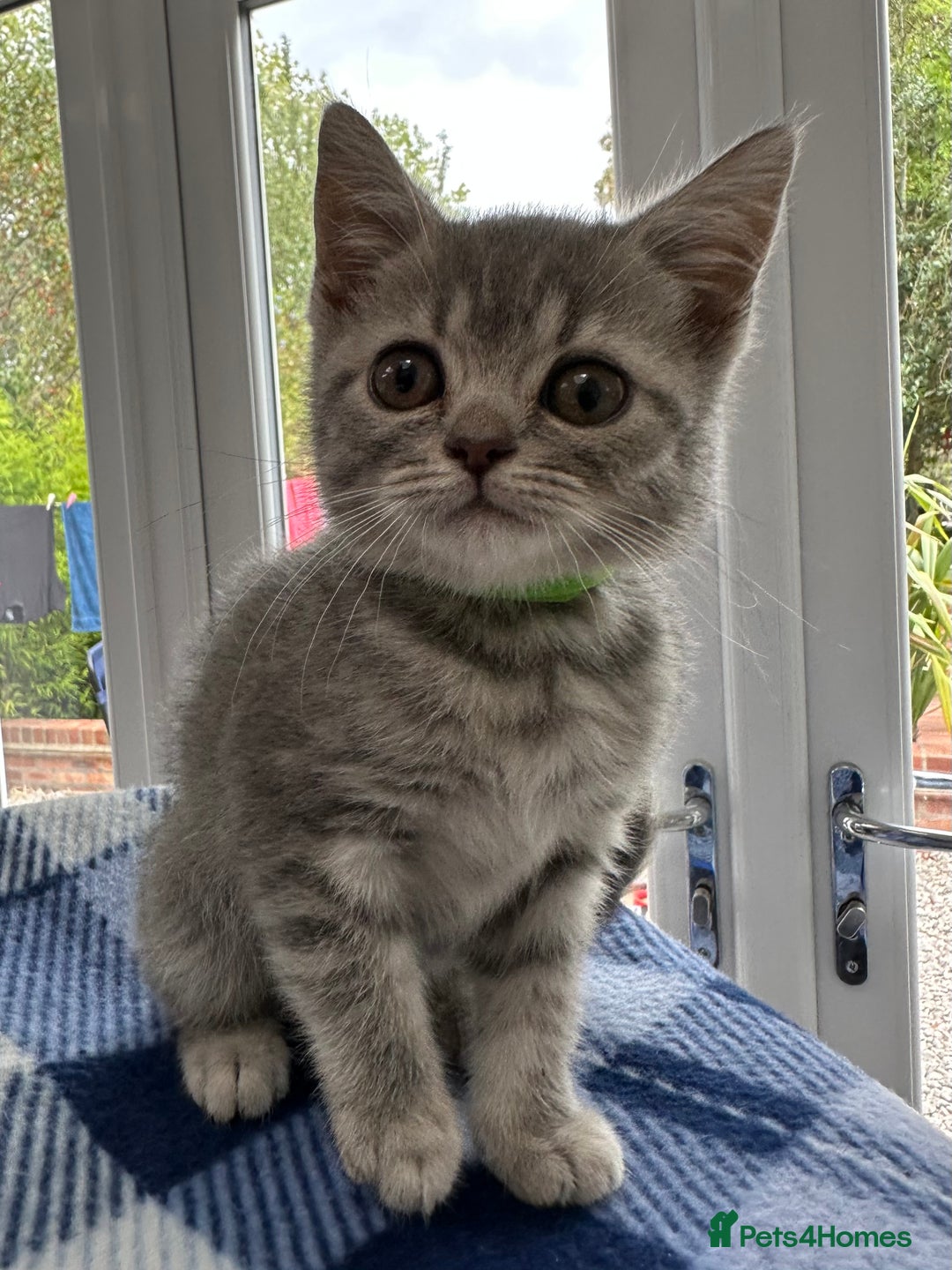 British Shorthair cats for sale: Purebred British Shorthair Grey Stripe Kittens - Image 4