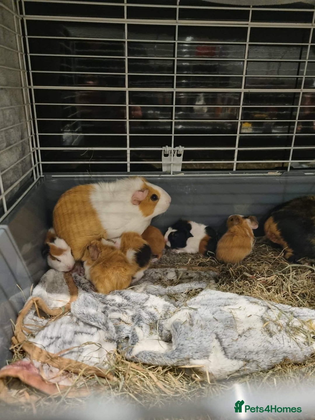 Guinea Pig rodents for sale: 8 guineapigs  - Advert 9