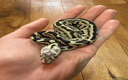 Python Snake reptiles for sale: Ball Pythons for sale (Adults & Babies) - Image 11