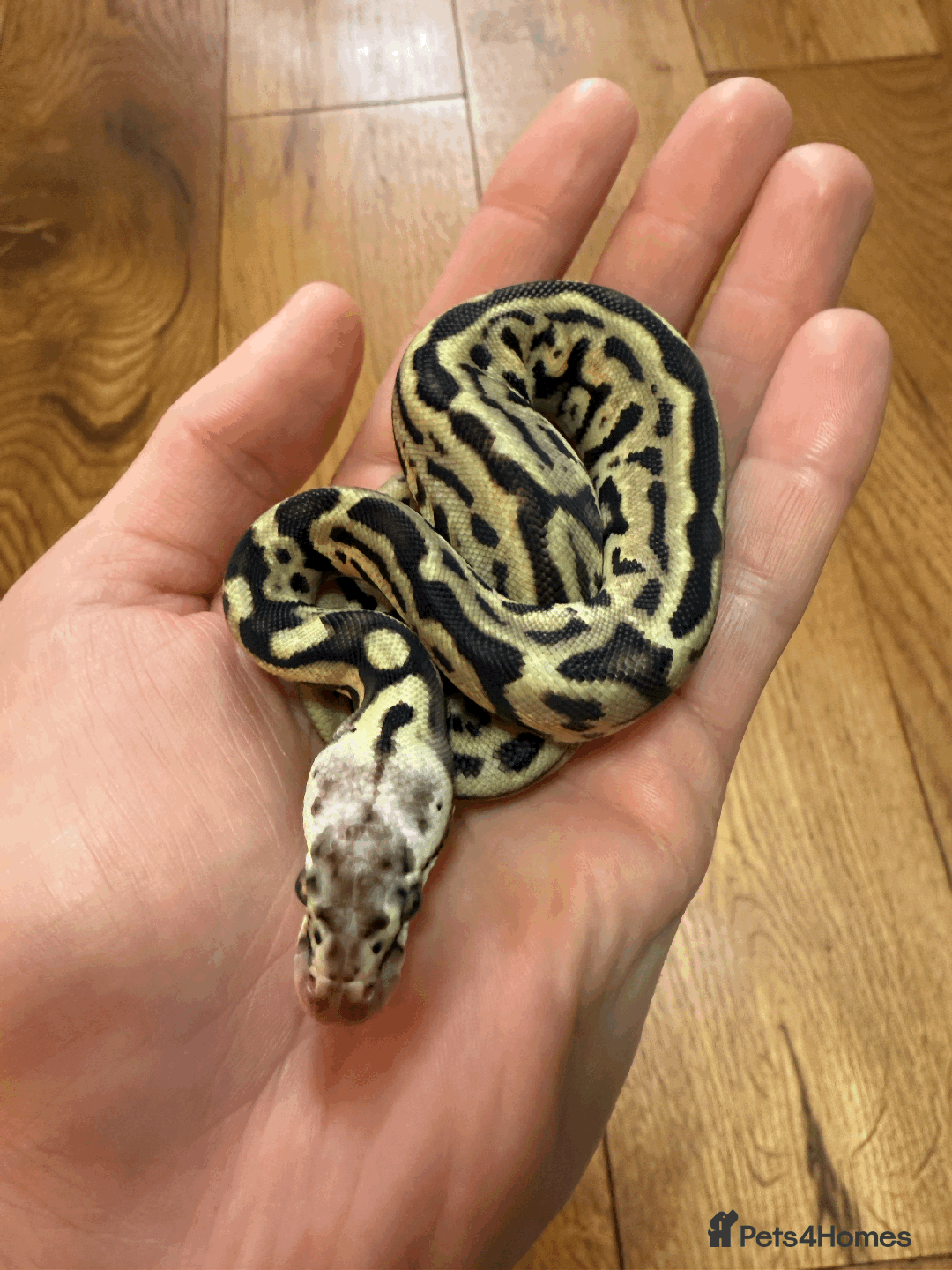 Python Snake reptiles for sale: Ball Pythons for sale (Adults & Babies) - Image 11