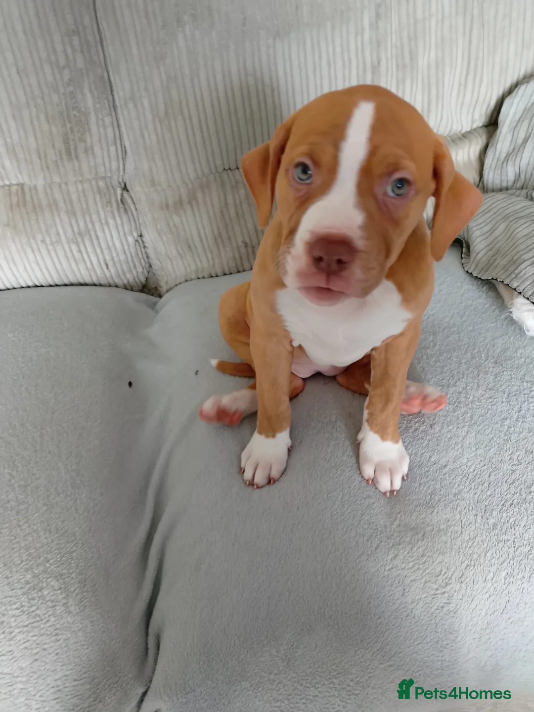 American Bulldog dogs for sale: 9 weeks old American bulldog - Advert 2
