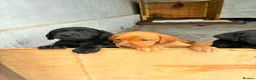 Labrador Retriever dogs for sale: Puppies  - Advert 7