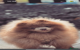 Pomeranian dogs for sale: Pomeranians - Image 7