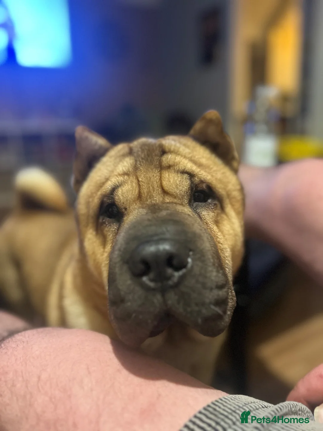 Mixed Breed dogs for sale: Sharpei/ chow chow  in Winchester - Advert 9