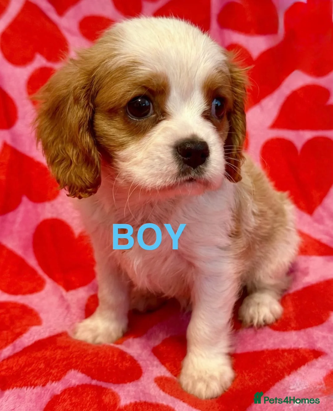 Cavalier King Charles Spaniel dogs for sale: STUNNING CAVALIER PUPPIES READY TO LEAVE NEXT WEEK in Leigh - Advert 2