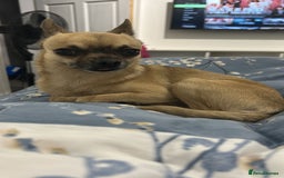 Chihuahua dogs for stud: Chihuahua for stud - Image 2