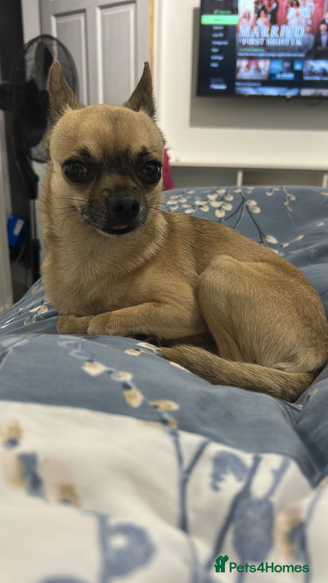 Chihuahua dogs for stud: Chihuahua for stud - Image 2