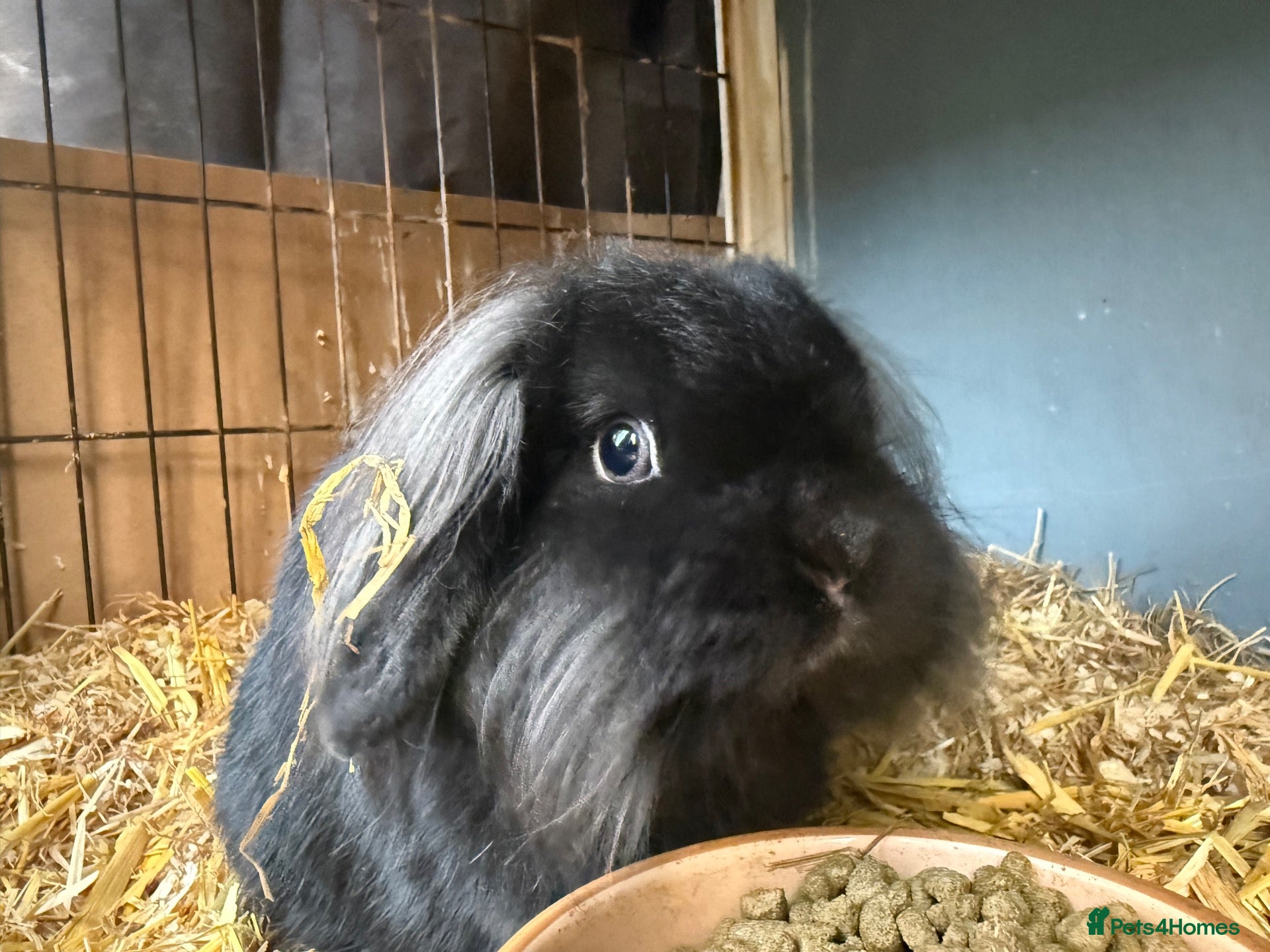 Mini Lion Lop rabbits Male mini lion lop - Advert 1