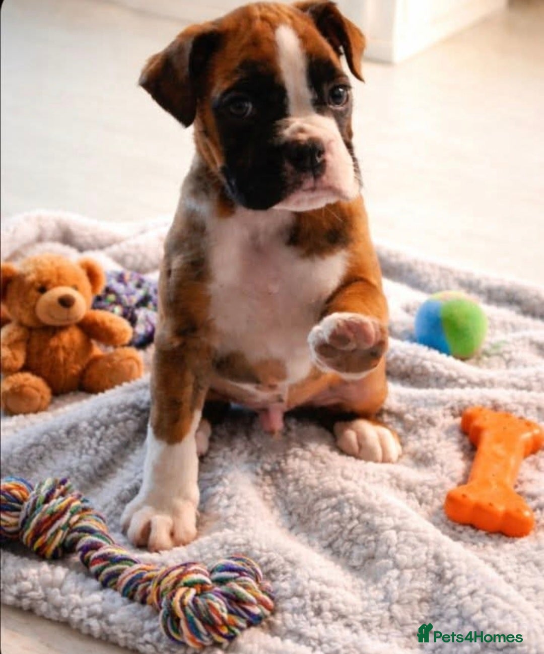 Boxer dogs 5 ⭐️ Licensed breeder, Health tested parents.  - Advert 14