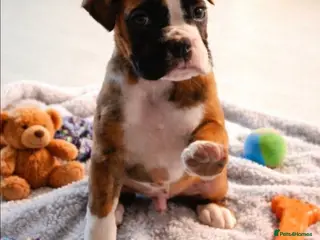 Boxer dogs 5 ⭐️ Licensed breeder, Health tested parents. - Advert 14