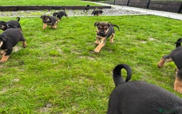 Mixed Breed dogs for sale: Huntaway X Puppies for Sale - Image 4