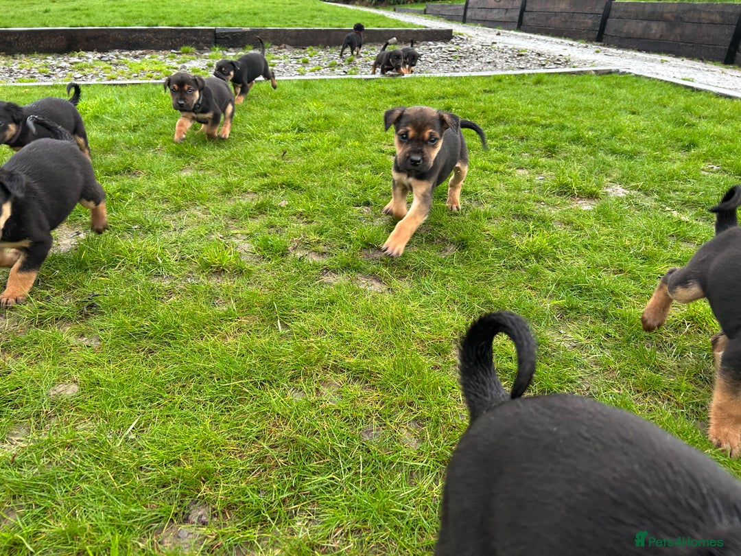 Mixed Breed dogs for sale: Huntaway X Puppies for Sale - Image 4