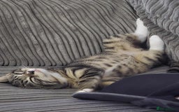 Brazilian Shorthair cats for sale: Loving 4-Month-Old Kitten Looking for Forever Home - Image 1