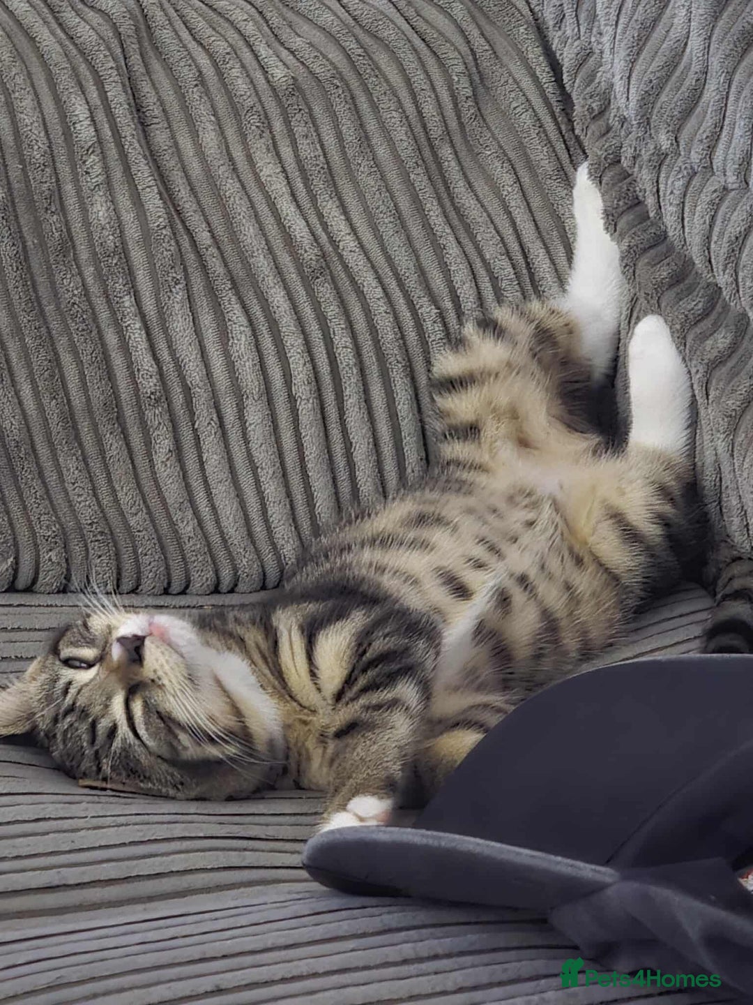 Brazilian Shorthair cats for sale: Loving 4-Month-Old Kitten Looking for Forever Home - Image 1