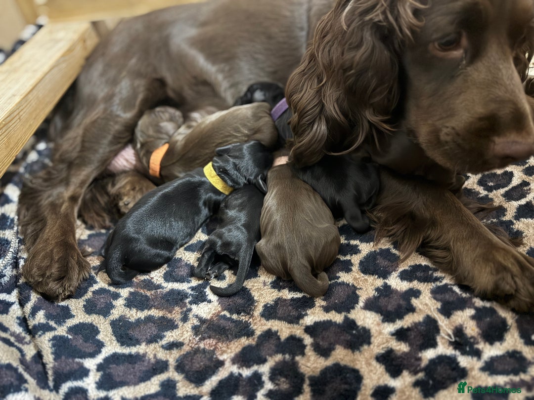 Cocker Spaniel dogs for sale: 6 beautiful Cocker Spaniel puppies.  - Advert 36
