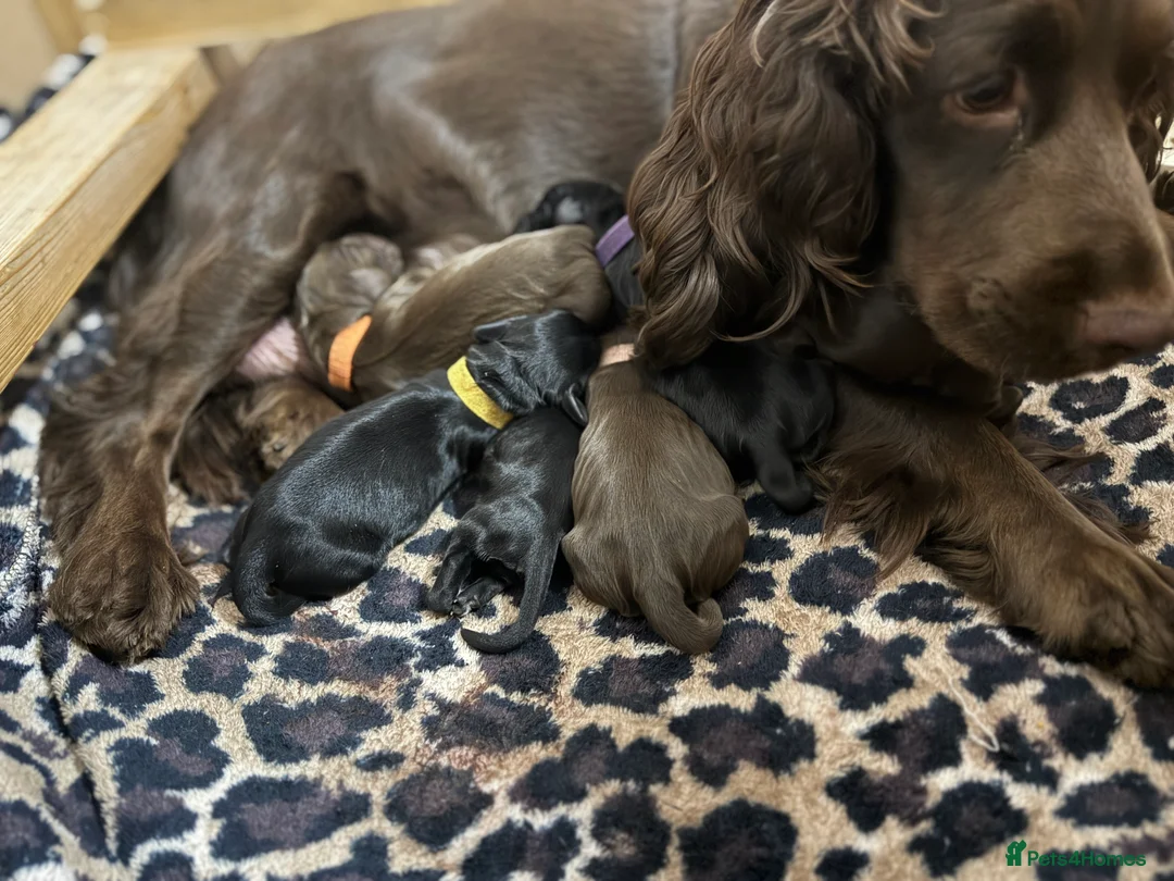 Cocker Spaniel dogs for sale: 3 Cocker Spaniel puppies. AVAILABLE TO VIEW - Advert 15