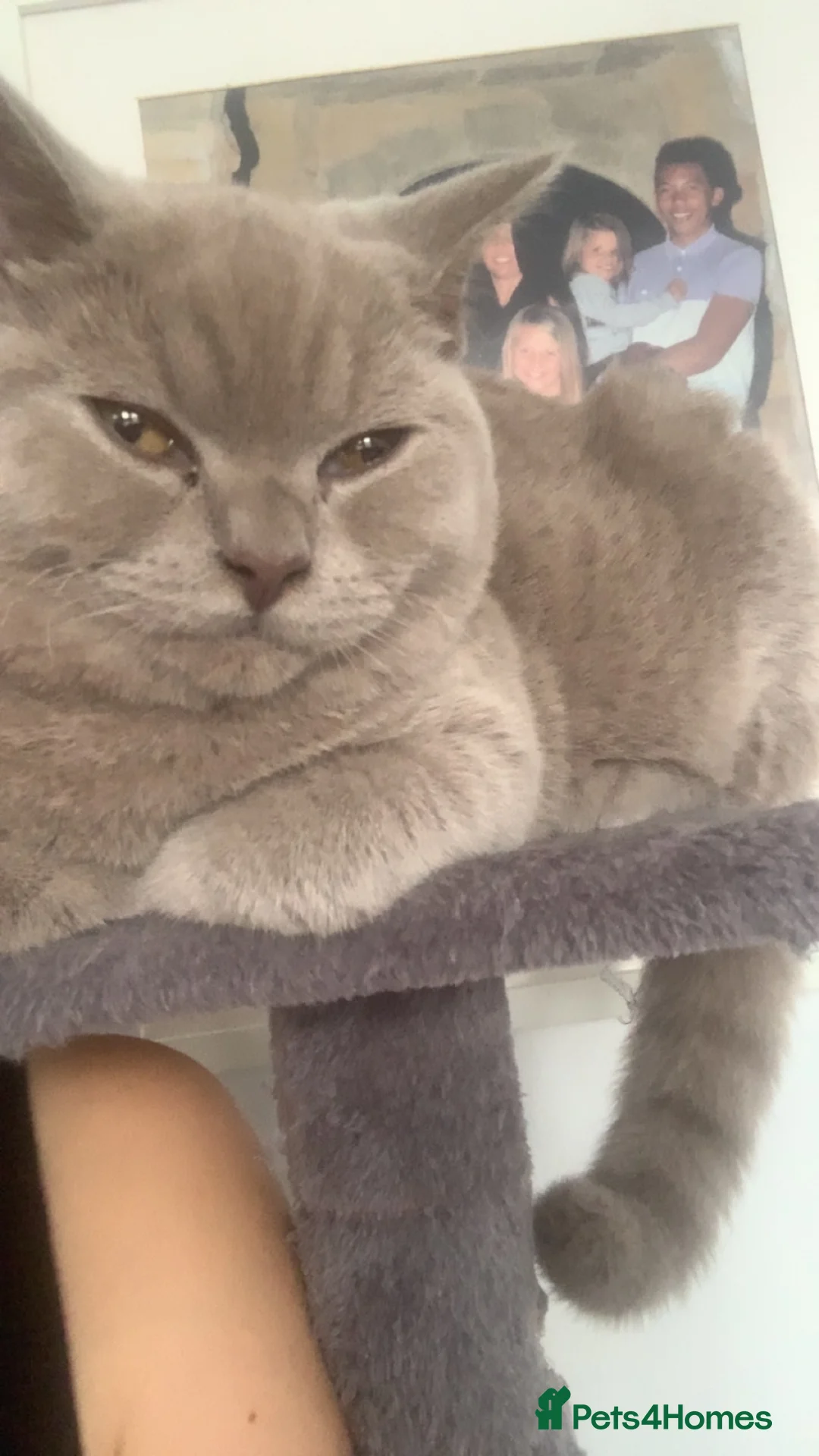 British Shorthair cats for sale: 3 year old bsh for sale - Advert 2