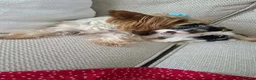 Biewer Terrier dogs for sale: Biewer Terrier in Luton - Advert 5