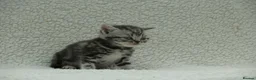 British Shorthair cats for sale: Gccf registered British Shorthair silver tabby's  - Advert 11