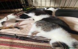 British Shorthair cats for sale: Mabel’s beautiful babies  - Image 5