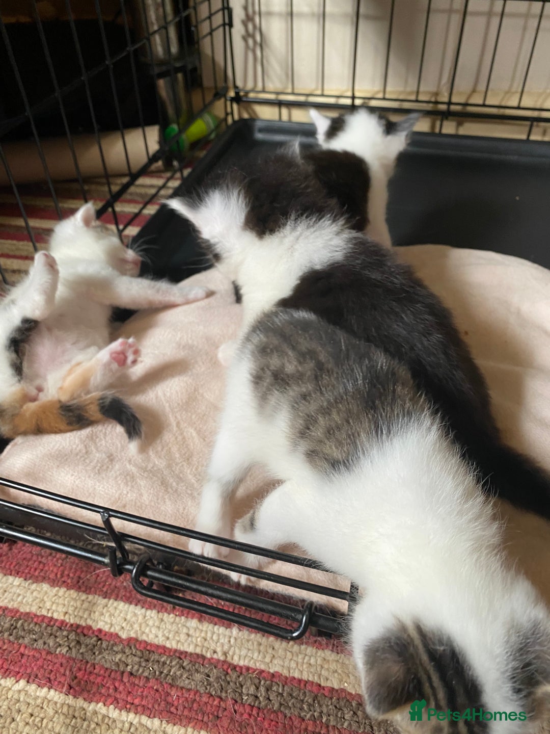 British Shorthair cats for sale: Mabel’s beautiful babies  - Image 5