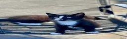 Mixed Breed cats for sale: 2 Adorable kittens for sale  - Advert 2