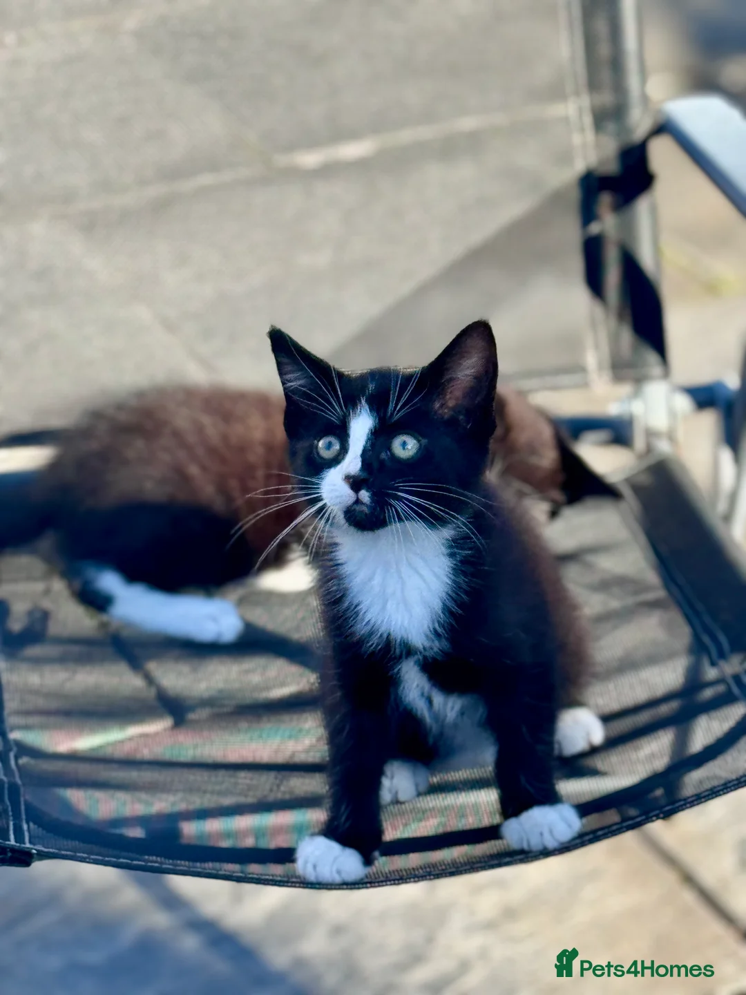 Mixed Breed cats for sale: 2 Adorable kittens for sale  - Advert 2