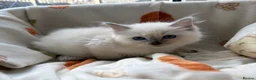 Ragdoll cats for sale: ✨ Beautiful GCCF Ragdoll Kittens from Serenity✨ - Advert 7